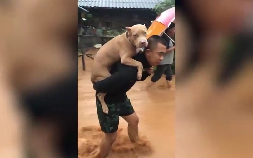 Video: Người chủ cõng chó cưng ra khỏi khu vực lụt lội ở Thái Lan