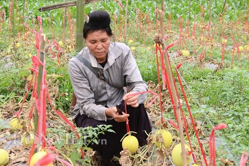 Vườn dưa lê chết khô vẫn cho nguồn thu hàng chục triệu đồng