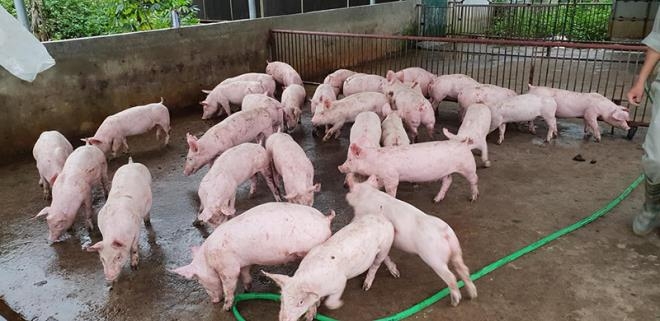 “Cháy” hàng, giá lợn giống đắt kỷ lục
