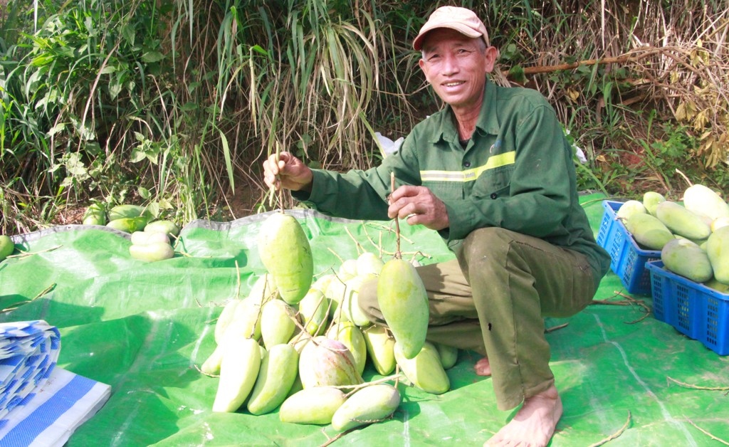 Lô xoài Thuận Châu đầu tiên xuất khẩu sang Trung Quốc