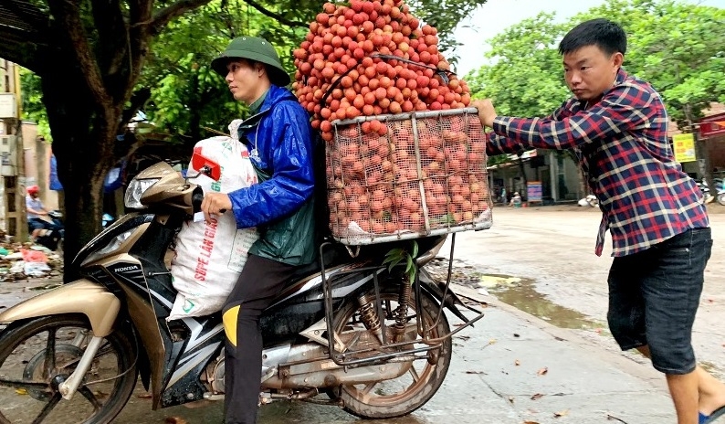 Thương nhân Trung Quốc được phép nhập cảnh để thu mua vải thiều