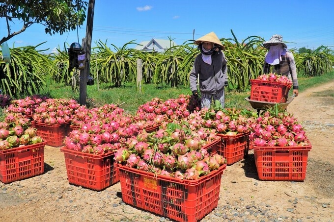Quả thanh long đầu vụ rớt giá thảm