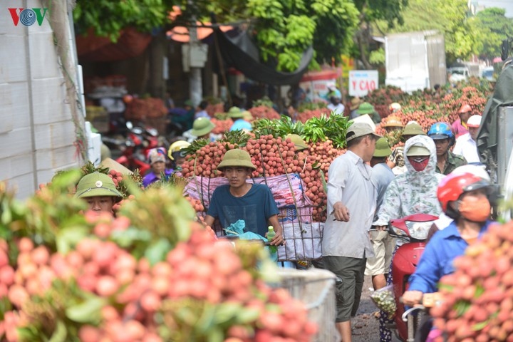 Hàng phụ trợ phục vụ cho xuất khẩu vải thiều giá vẫn ổn định