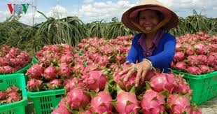 Thanh long ruột đỏ, nhãn Sơn La "sẵn sàng" để xuất khẩu