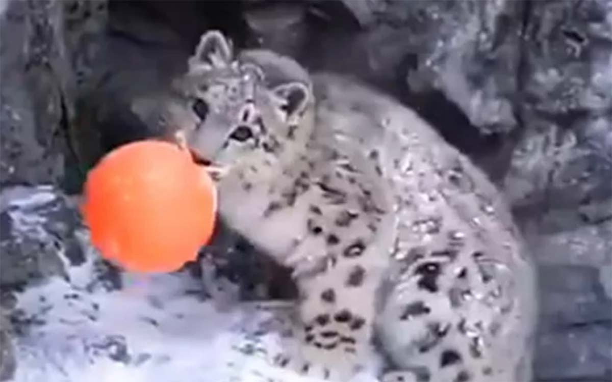 Video: Báo tuyết con thích thú nô đùa với quả bóng