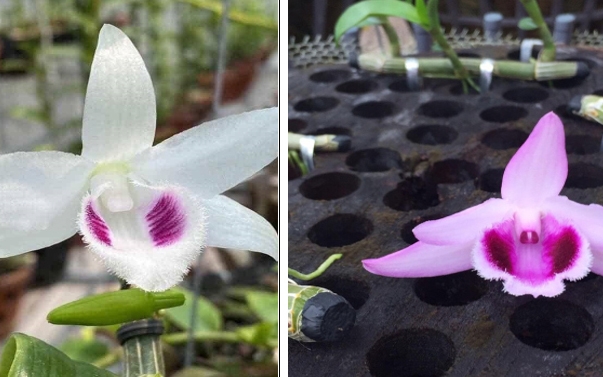 Cảnh báo người mua về “trái đắng” từ lan đột biến giá tiền tỉ