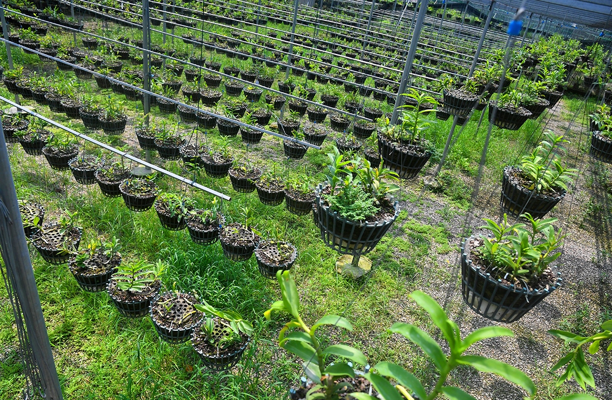 “Đột nhập” vườn lan rừng quý như kho báu của “lão nông” ở Đông La