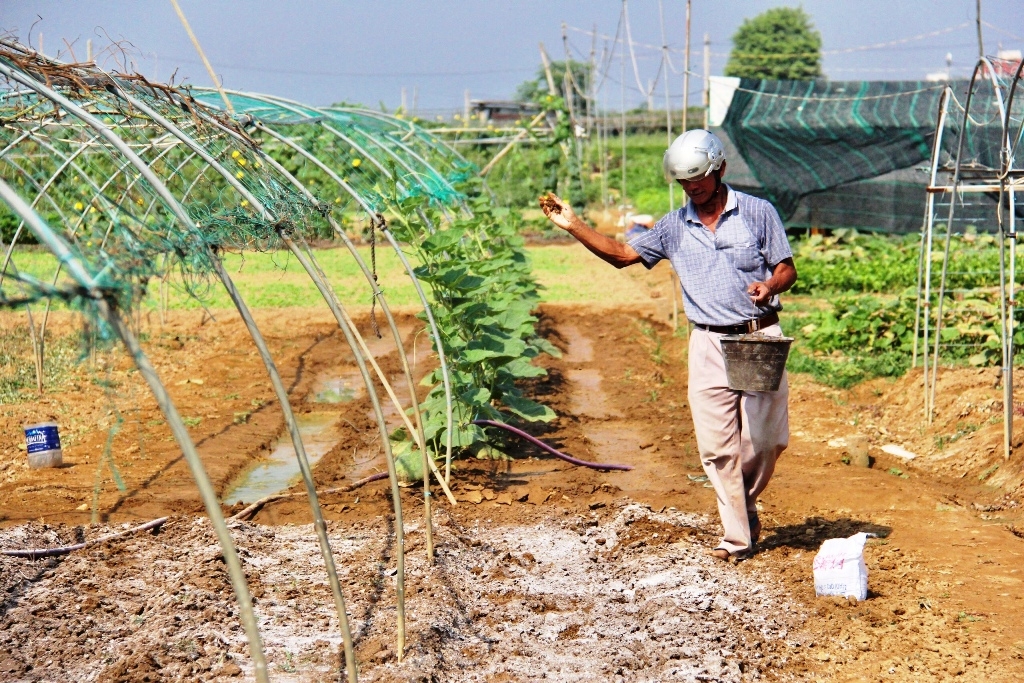 Rau chết héo vì hạn mặn ở Đà Nẵng