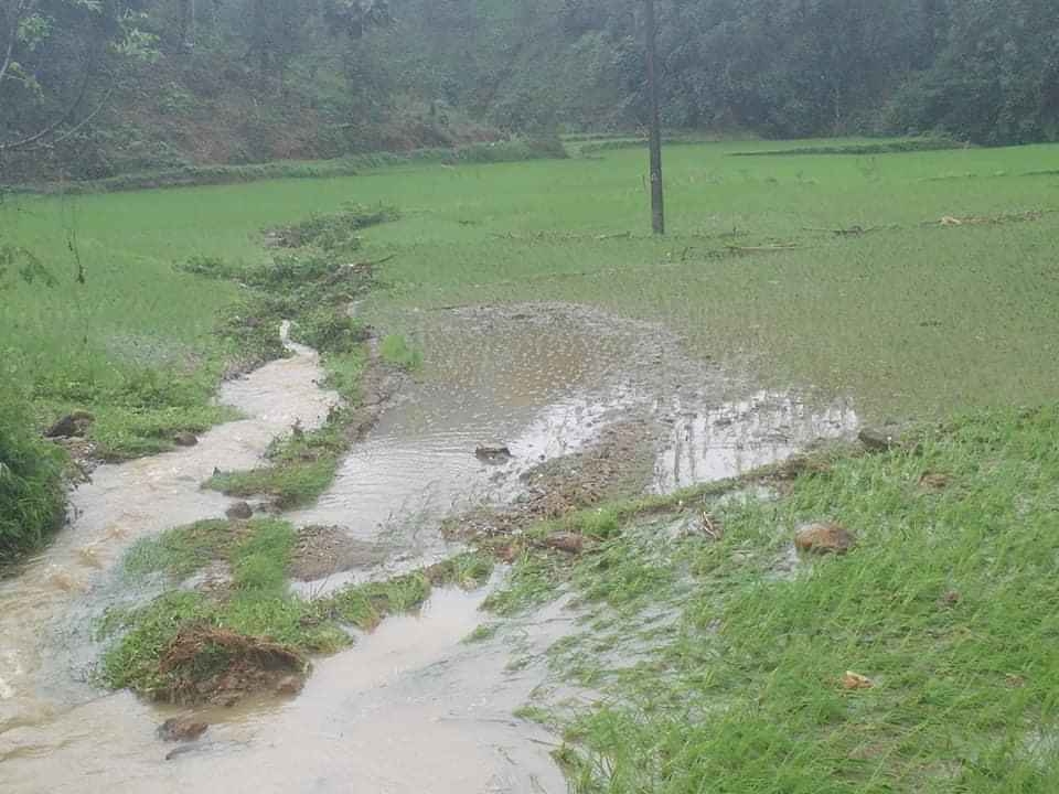 Hàng trăm ha hoa màu ở Yên Bái bị ngập úng