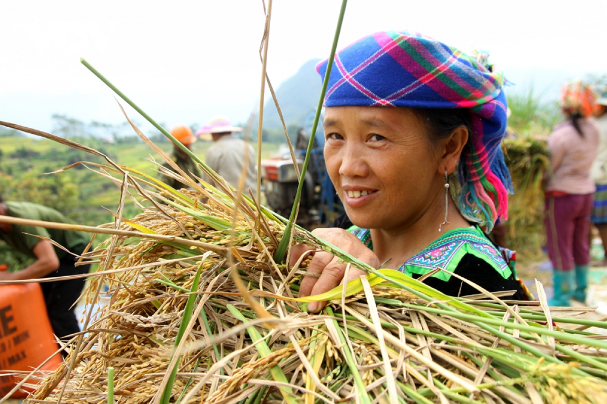 ban lang vung cao lai chau hung sang nho cay cao su hinh anh 12