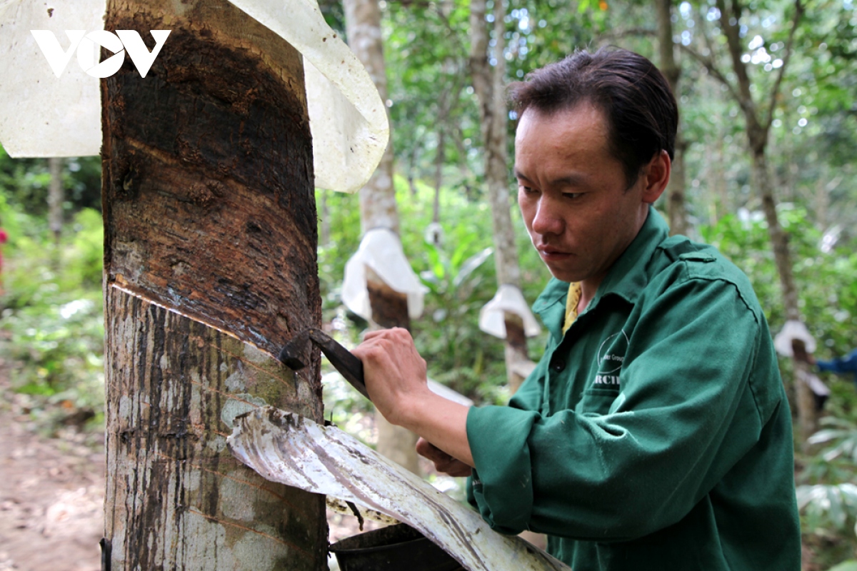 ban lang vung cao lai chau hung sang nho cay cao su hinh anh 5