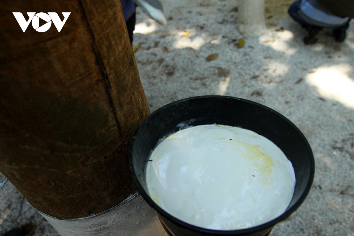 ban lang vung cao lai chau hung sang nho cay cao su hinh anh 6