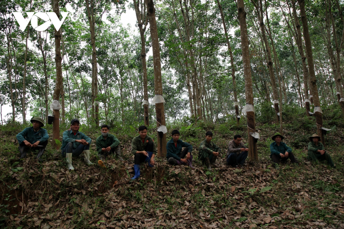 ban lang vung cao lai chau hung sang nho cay cao su hinh anh 7