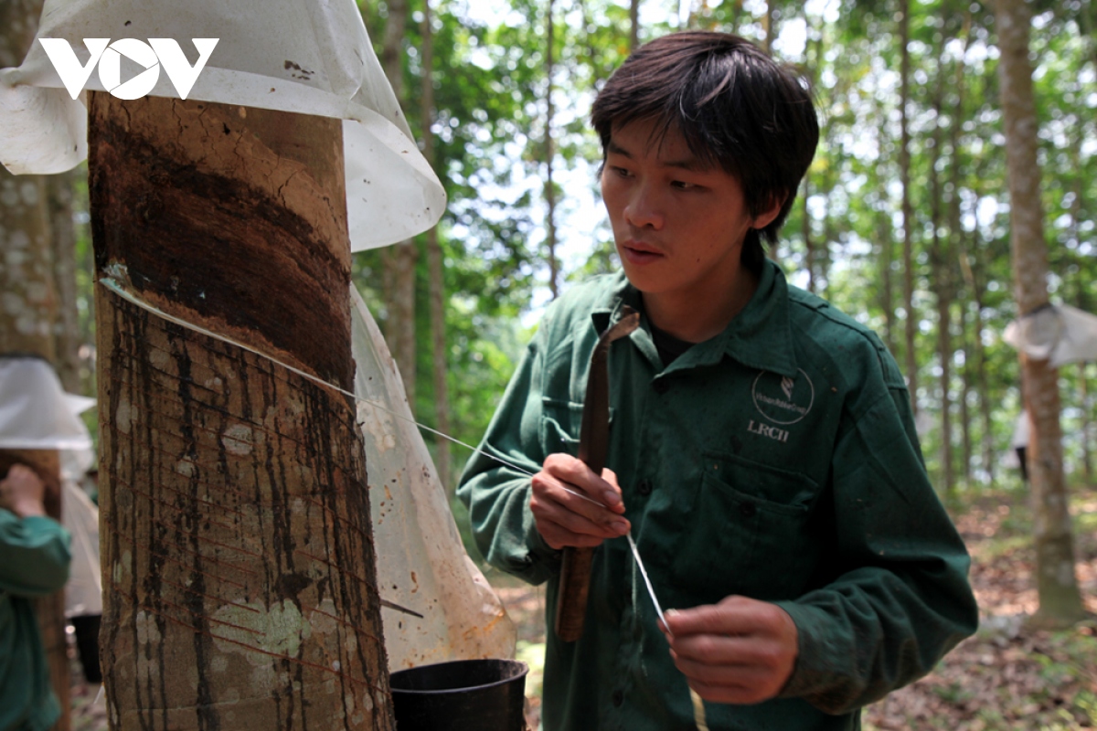 ban lang vung cao lai chau hung sang nho cay cao su hinh anh 8