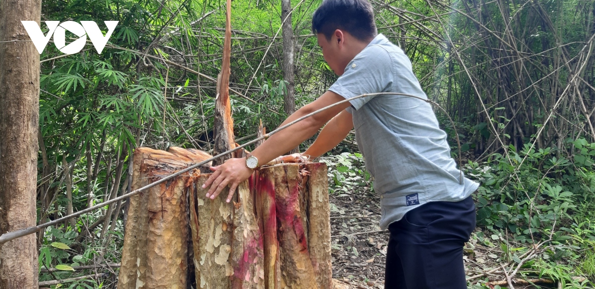 khai thac go trai phep, mot nguoi o gia lai bi go de chet hinh anh 1