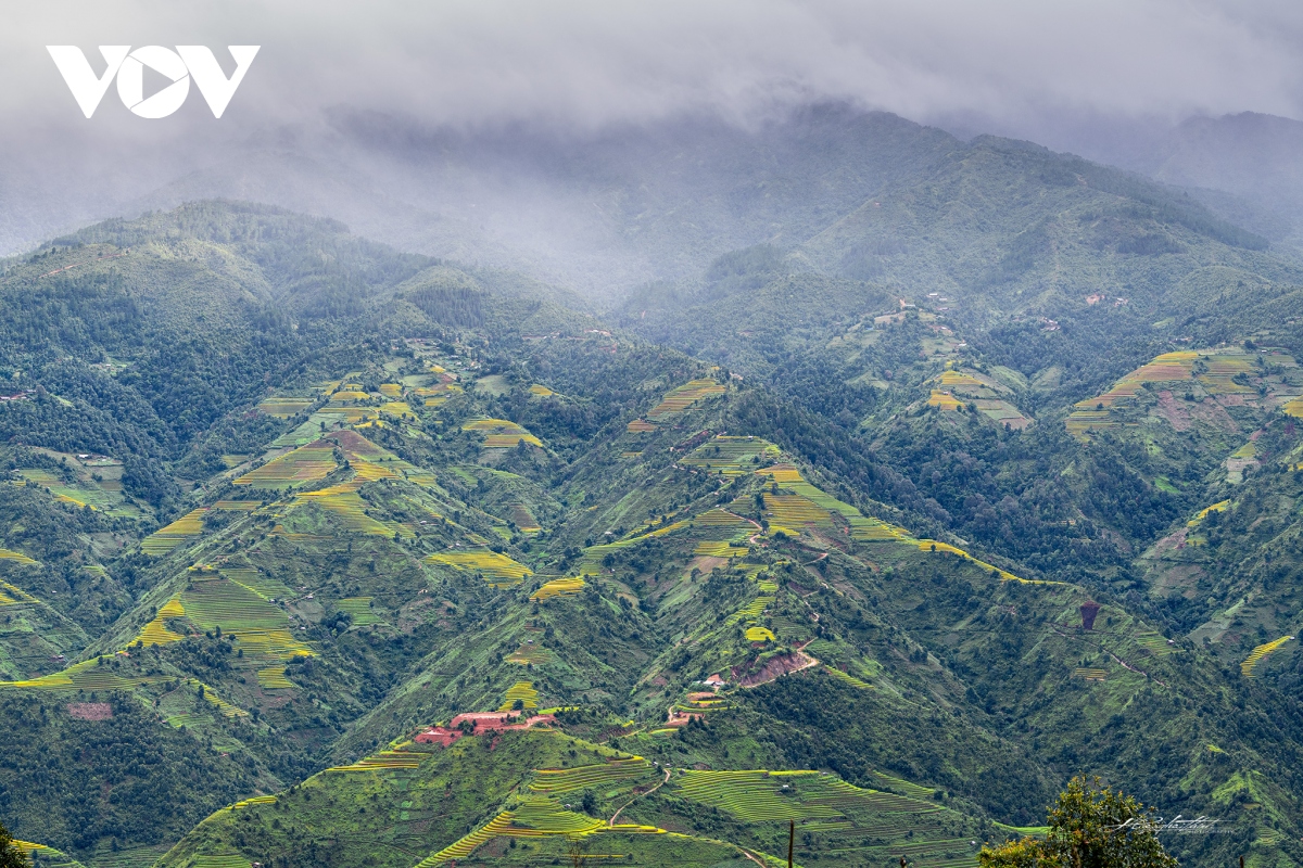 ngay ngat truoc ve dep ruong bac thang mu cang chai mua lua chin hinh anh 7