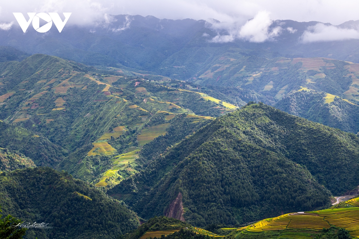 ngay ngat truoc ve dep ruong bac thang mu cang chai mua lua chin hinh anh 5