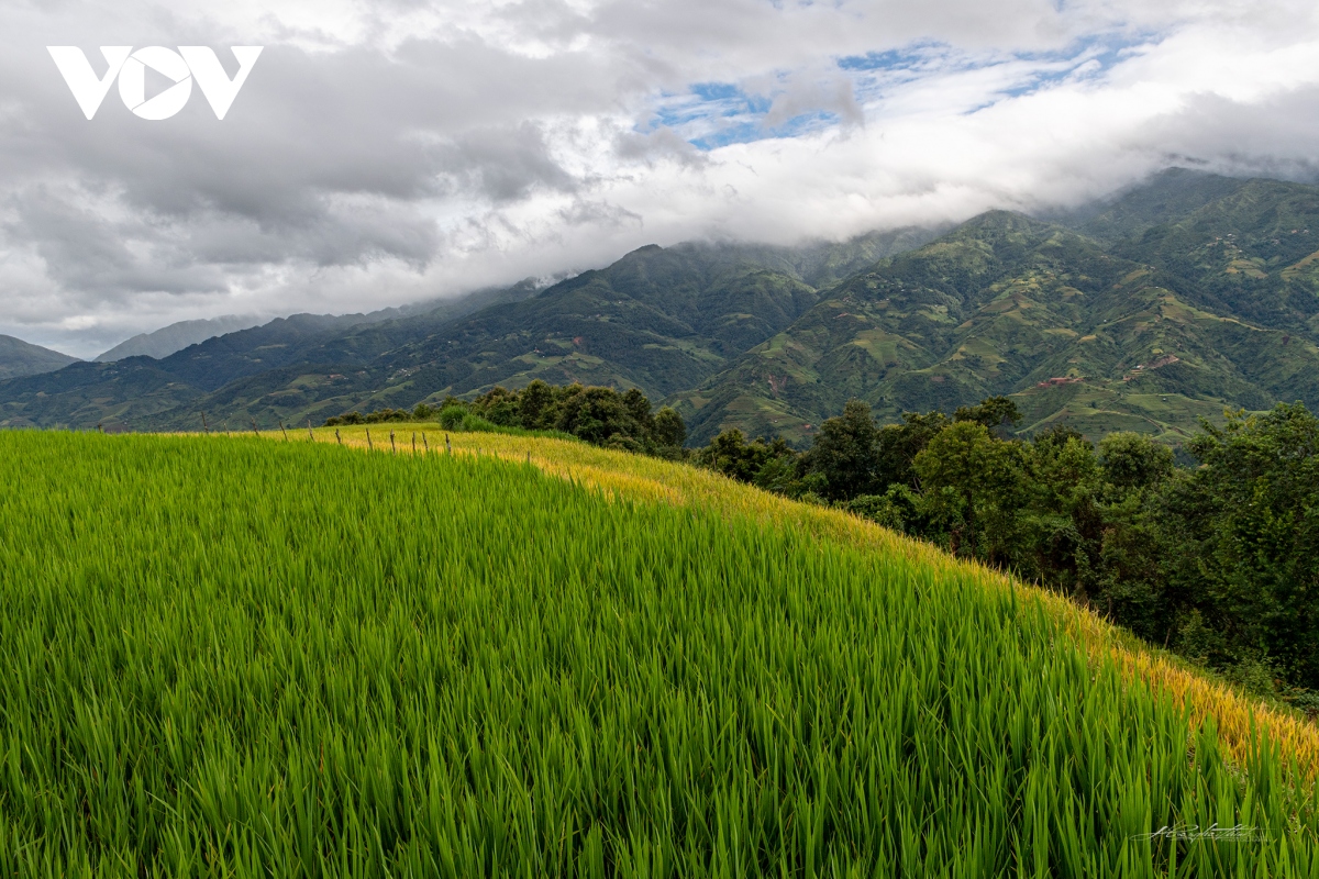 ngay ngat truoc ve dep ruong bac thang mu cang chai mua lua chin hinh anh 1