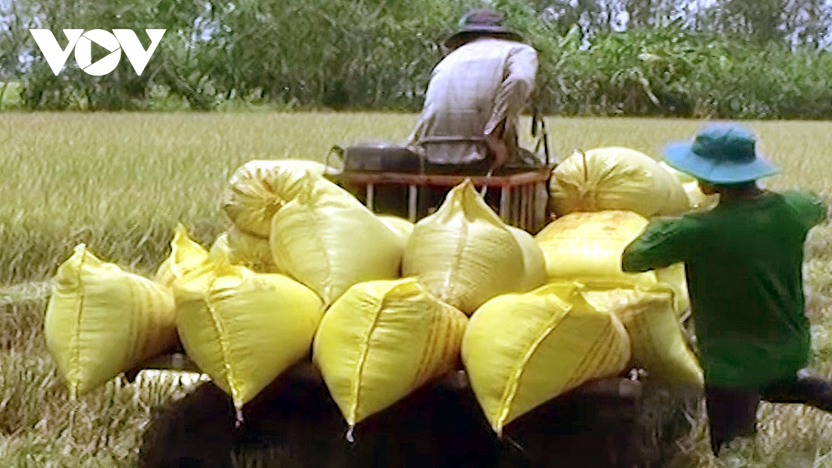 nong dan bac lieu thu nhap cao tu vu lua he thu hinh anh 1