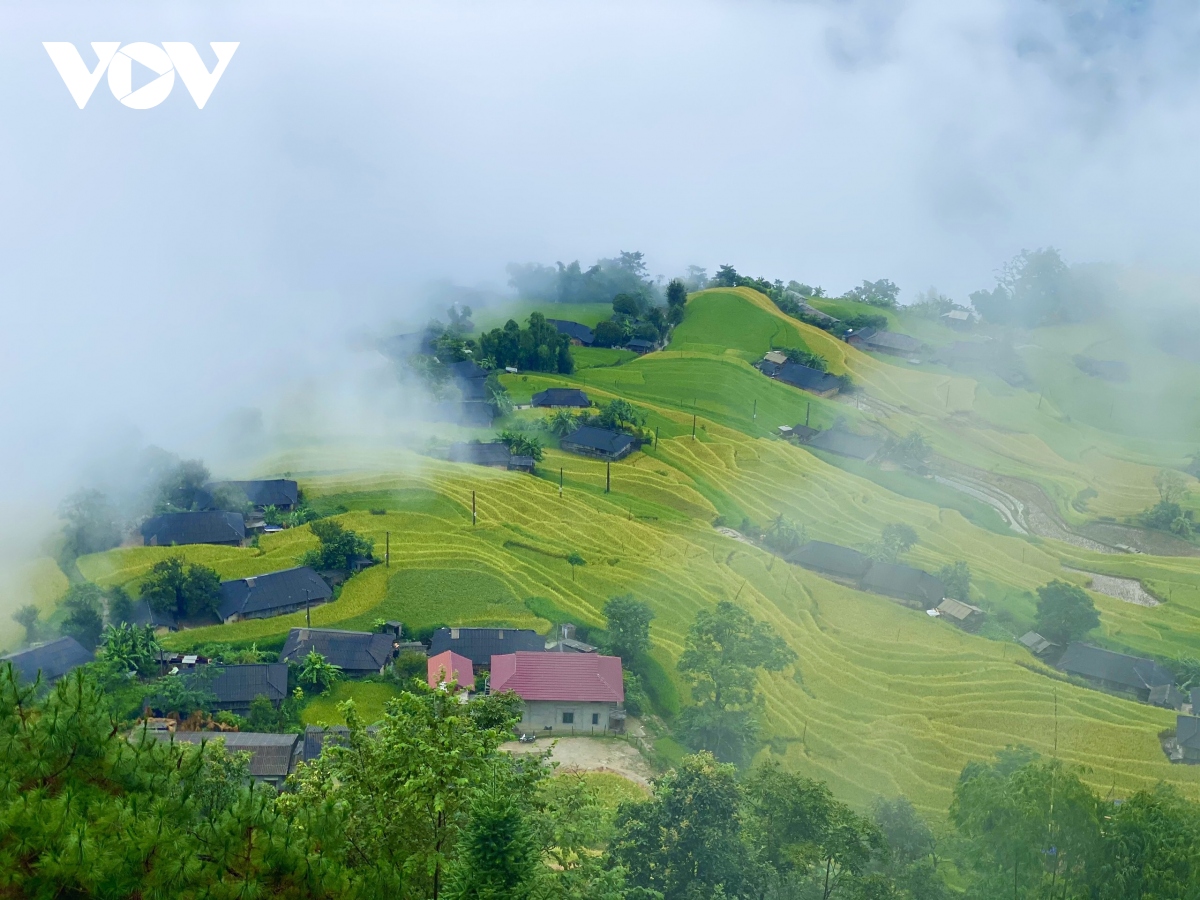 Anh mua vang o hoang su phi hinh anh 1