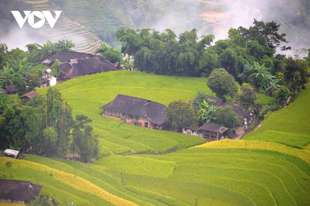 Anh mua vang o hoang su phi hinh anh 4