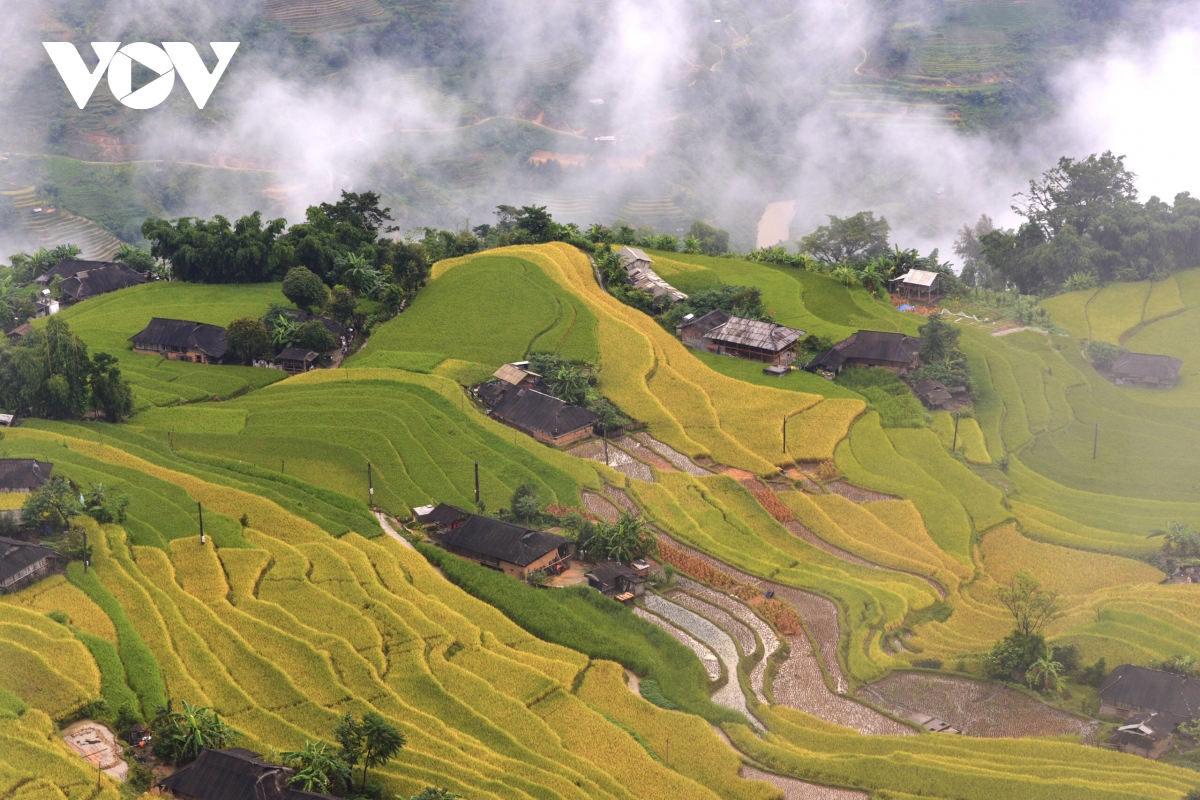 Anh mua vang o hoang su phi hinh anh 5