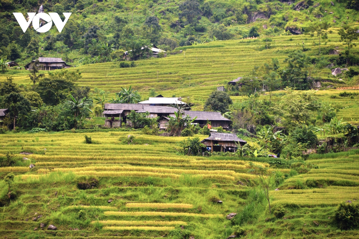 Anh mua vang o hoang su phi hinh anh 13