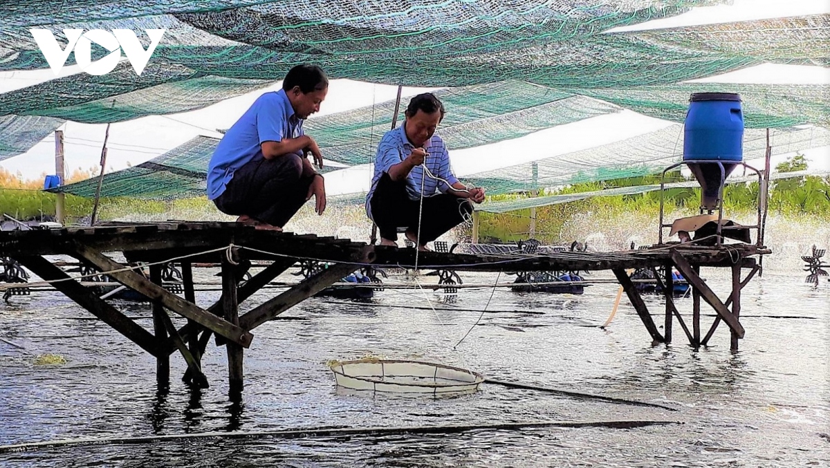 Mô hình Nuôi tôm 3 tốt Giải pháp toàn diện cho người nuôi  Tạp chí Thủy  sản Việt Nam