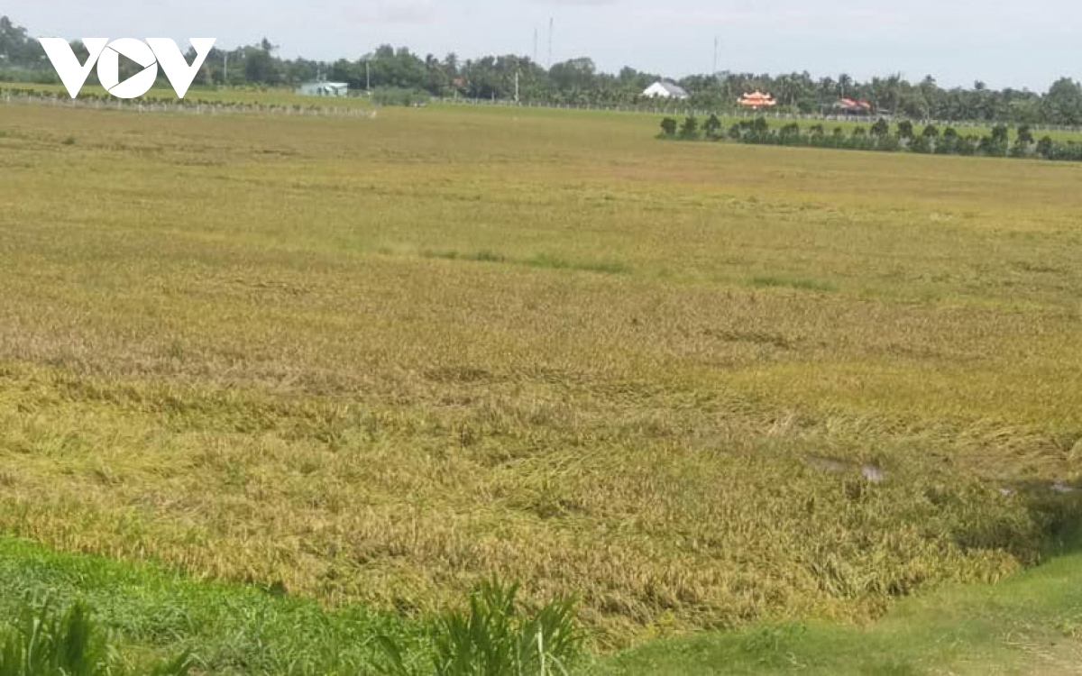  mua to keo dai gay ngap ung, do nga lua, hoa mau o tien giang hinh anh 1