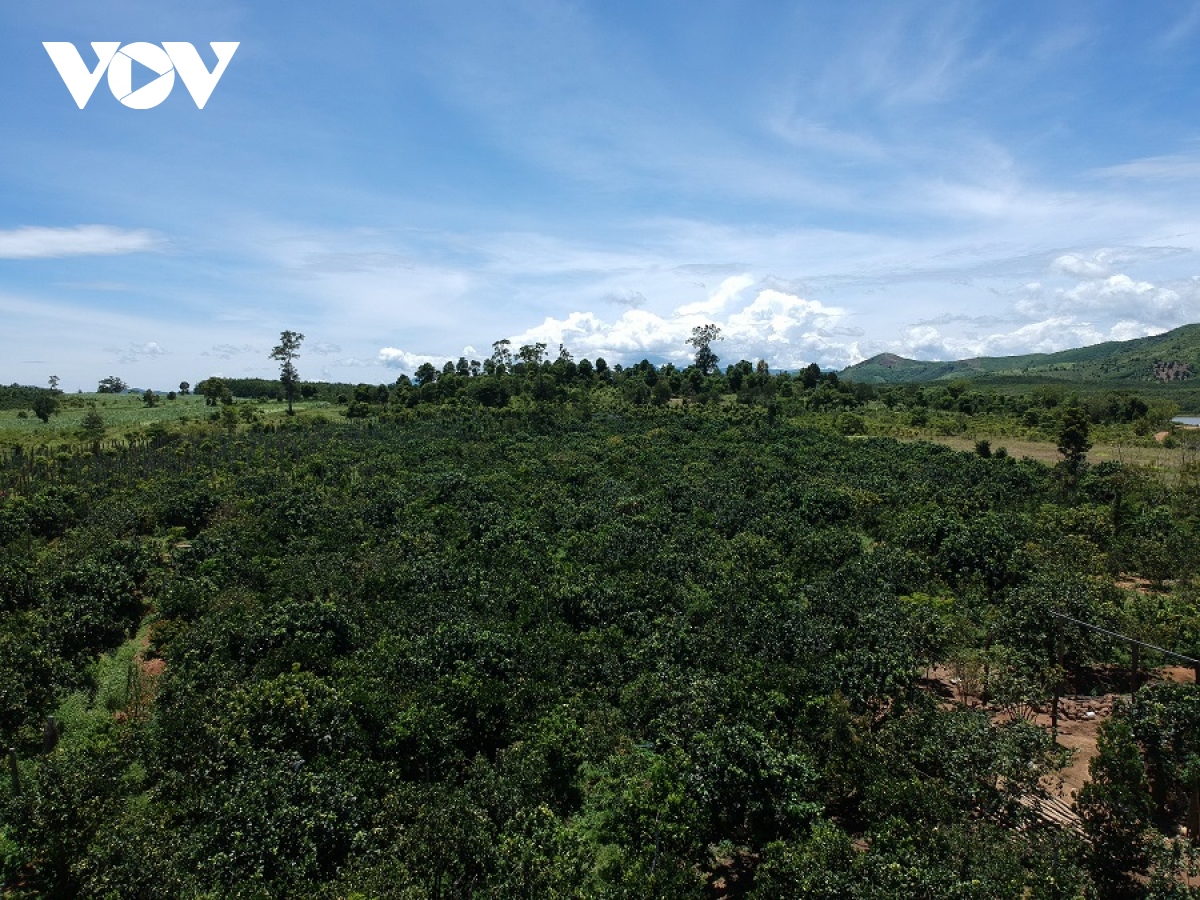 trong buoi da xanh tieu chuan vietgap, nong dan Dak lak thu tien ty moi nam hinh anh 1