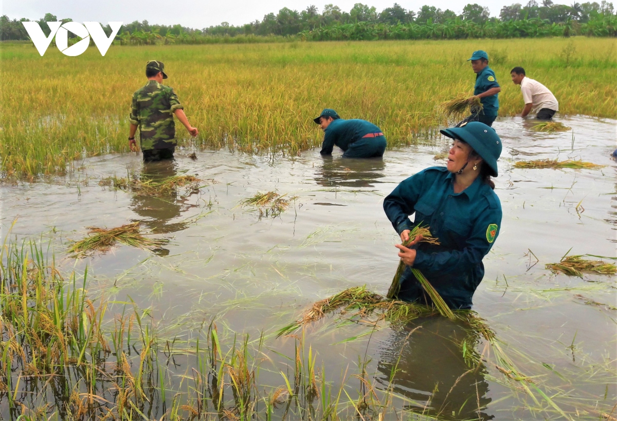 ngap lut o ca mau O dau dan gap kho, o do co bo doi hinh anh 2