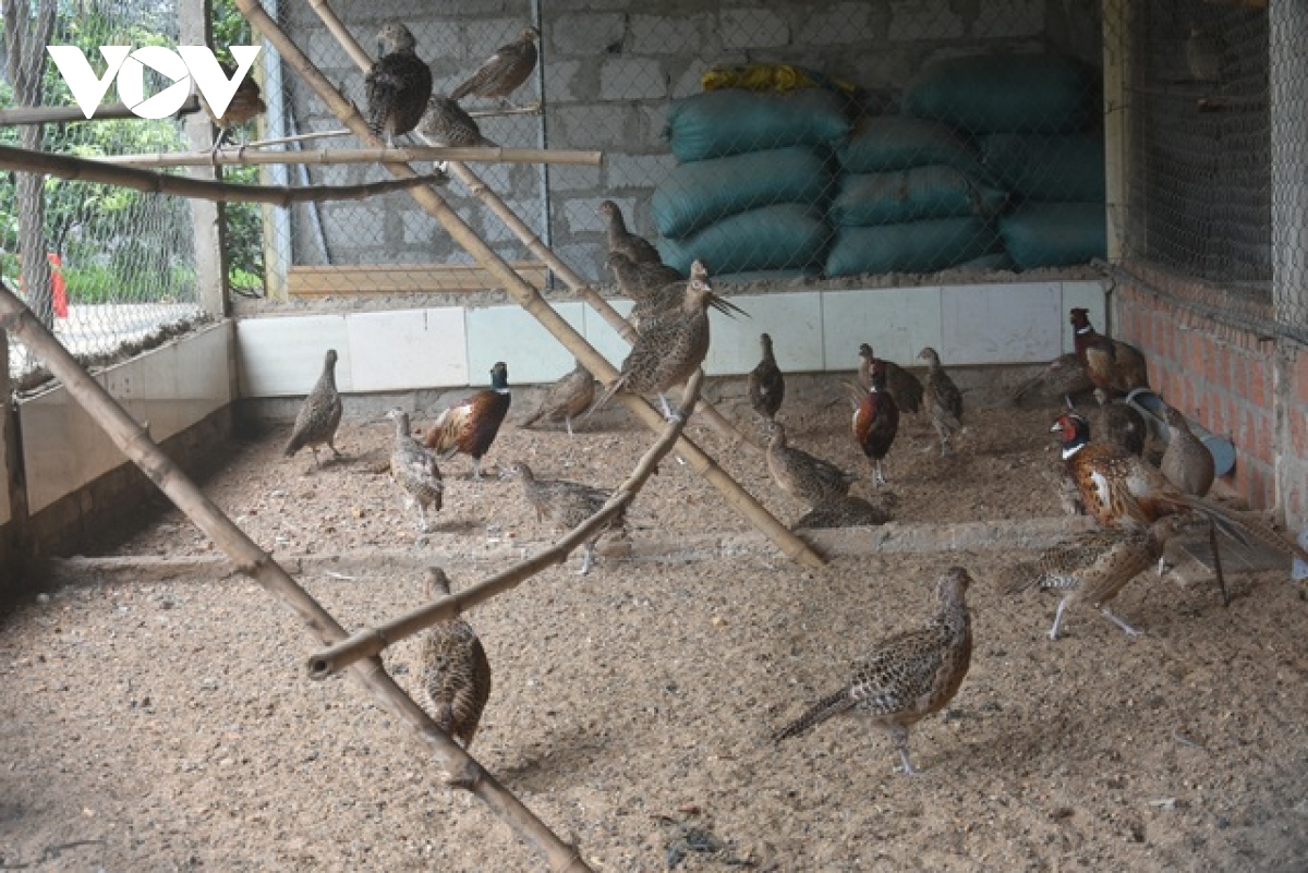 Mô hình nuôi chim bồ câu bằng thảo dược cho hiệu quả kinh tế cao
