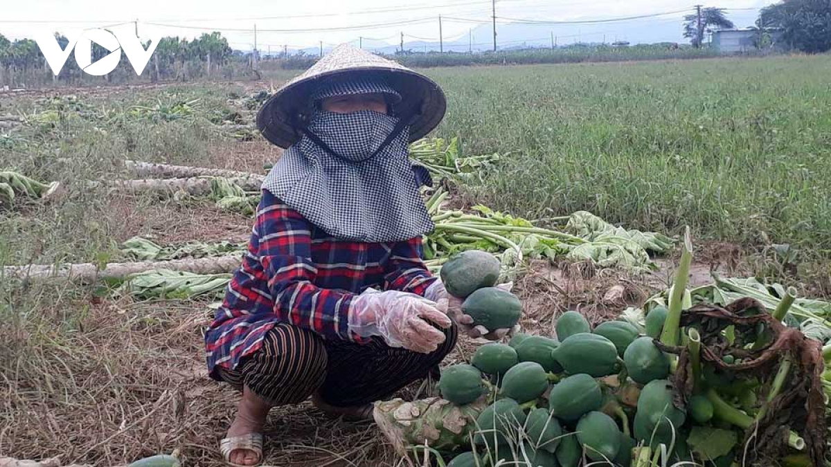 Làng rau Bàu Tròn trắng tay sau lũ