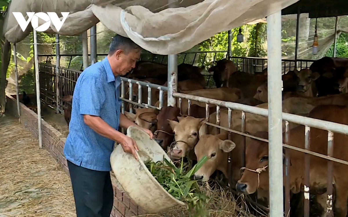  nong dan viet nam xuat sac duong van tao luon het long vi ho ngheo hinh anh 1