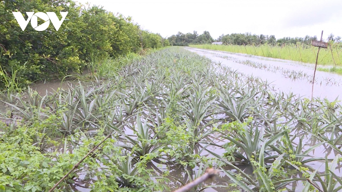 tac dong trieu cuong tai mien tay, Dbscl doc luc ung pho hinh anh 11