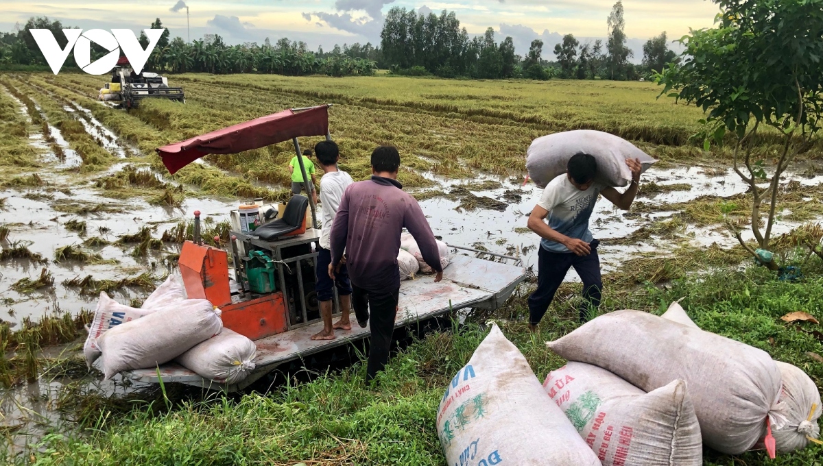 tac dong trieu cuong tai mien tay, Dbscl doc luc ung pho hinh anh 13