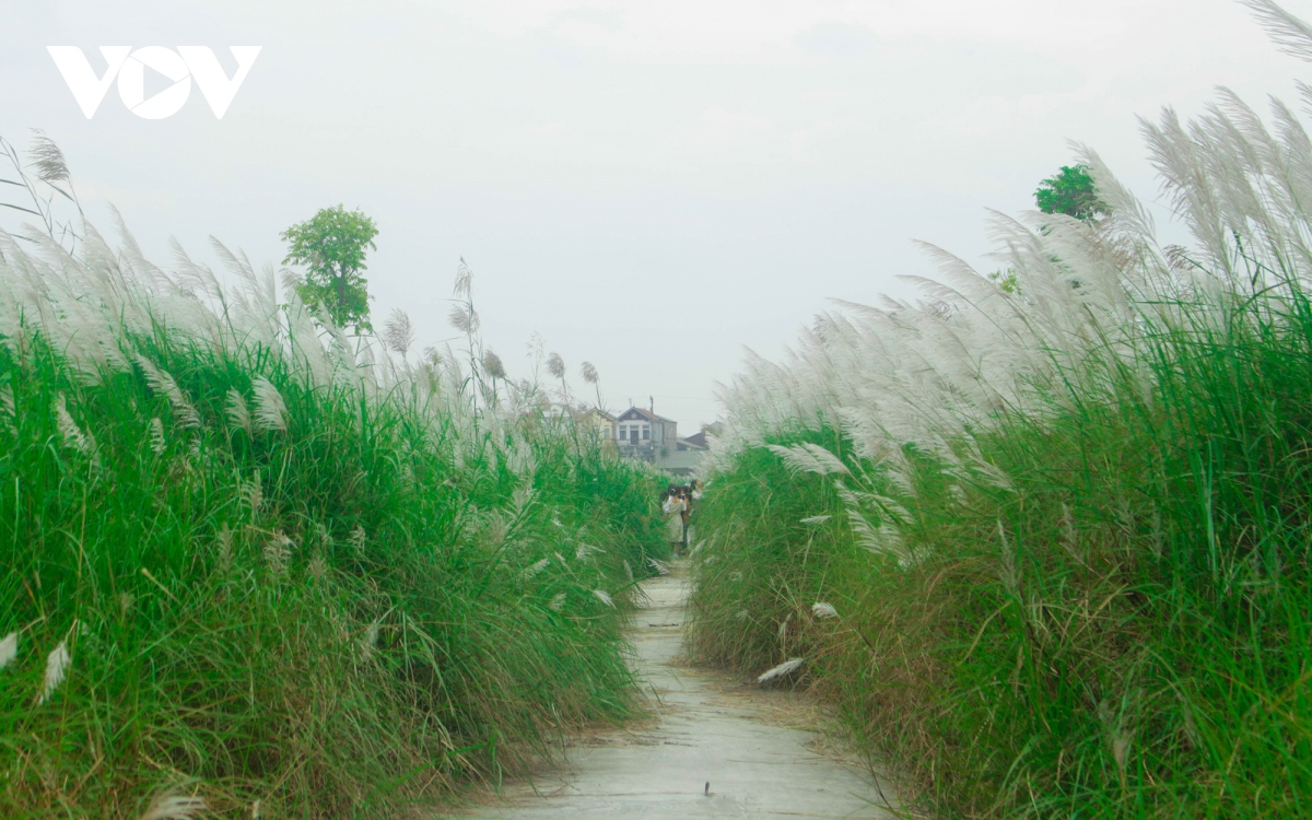 bai lau lien ha Dan phuong Diem check - in moi cho gioi tre ha thanh hinh anh 1