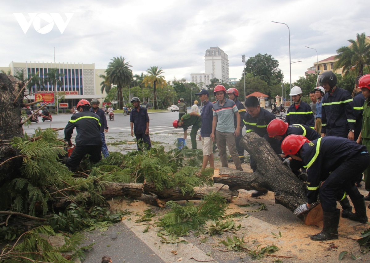 cay xanh do nga bat thuong trong bao so 5, hue se trong loai cay do thi phu hop hinh anh 2