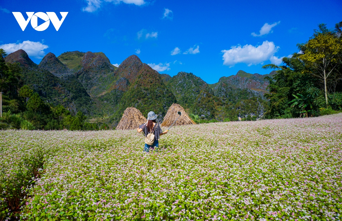 Mùa thu lên Hà Giang "hẹn hò" cùng hoa tam giác mạch