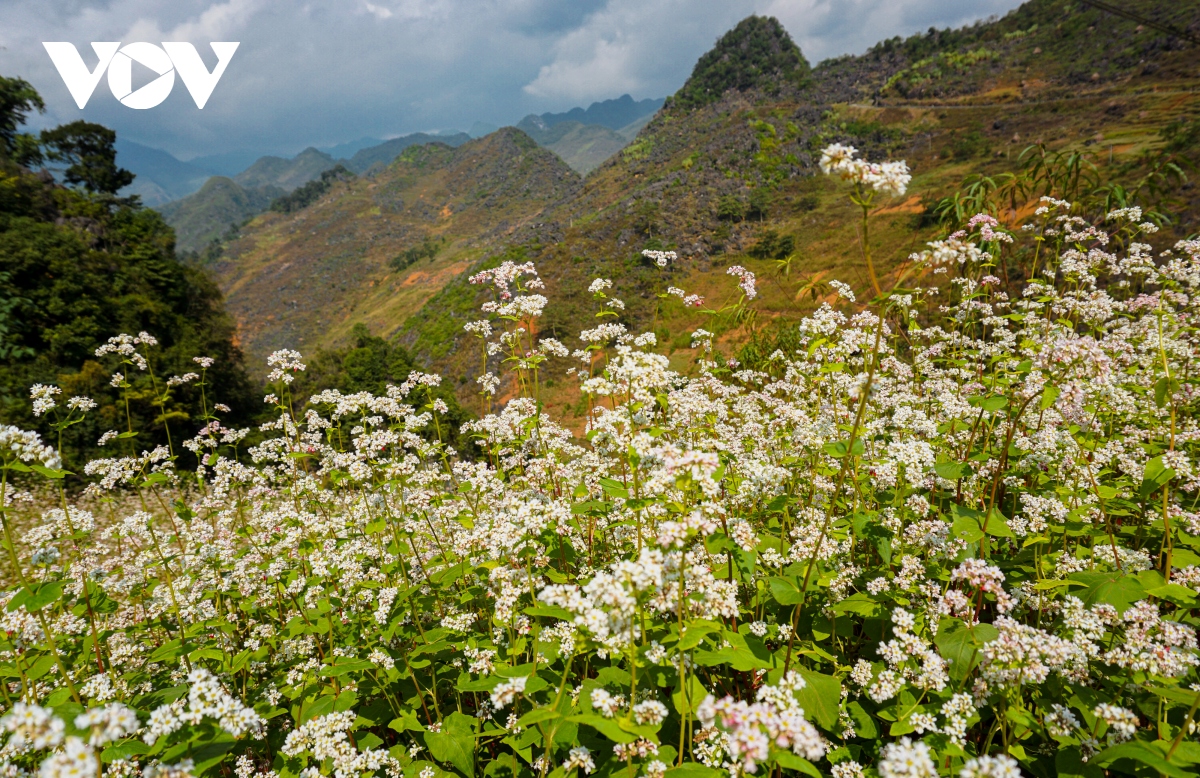 mua thu len ha giang hen ho cung hoa tam giac mach hinh anh 3