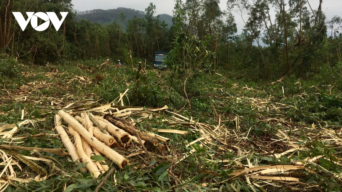 Đà Nẵng: Hàng nghìn héc ta keo bị thiệt hại sau bão