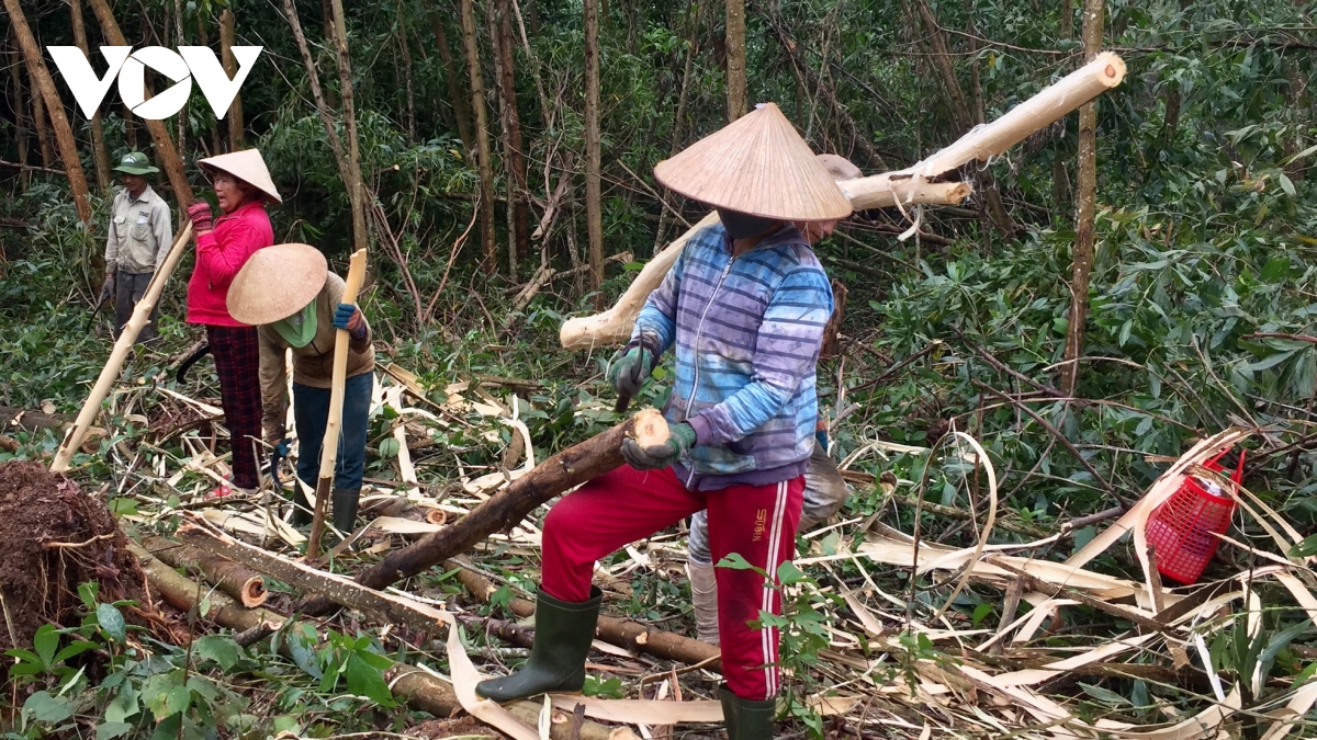 Da nang hang nghin hec ta keo bi thiet hai sau bao hinh anh 3