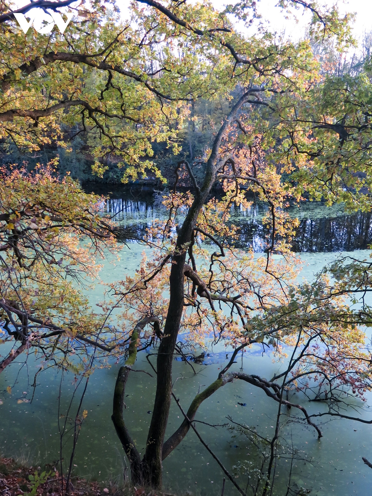 Tuyệt tác Hình ảnh thiên nhiên mùa thu từ các nghệ sĩ ảnh