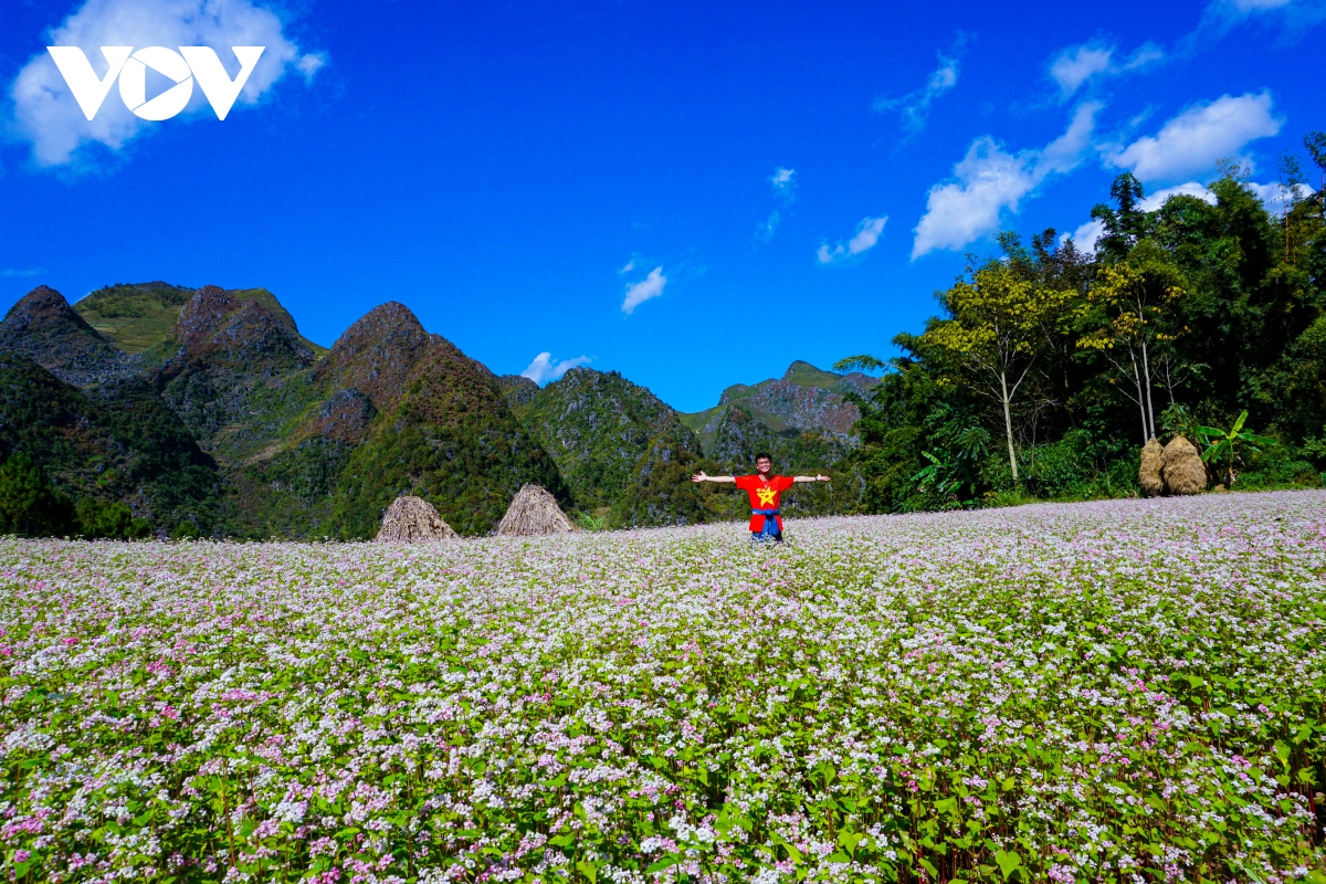 mua thu len ha giang hen ho cung hoa tam giac mach hinh anh 9