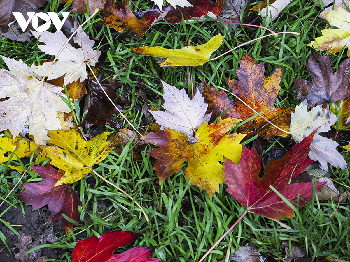 chiem nguong phong canh mua thu huu tinh tai bi hinh anh 9