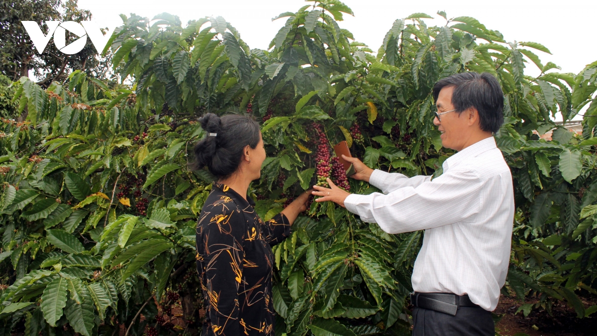 Cà phê Việt Nam có tiềm năng xuất khẩu vào Thụy Điển, Đan Mạch và Na Uy