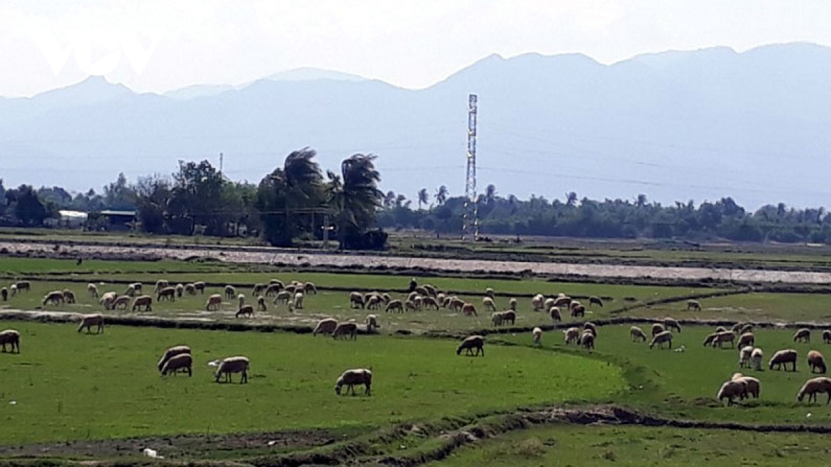 Giá dê và cừu tại Ninh Thuận, Bình Thuận liên tục tăng cao