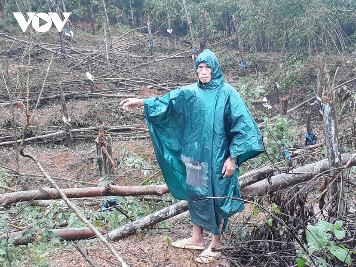 gan 33.000ha cay keo, cay cao su nga do do mua bao o quang nam hinh anh 2