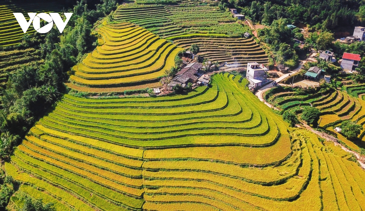 mua vang ruc ro tren reo cao binh lieu hinh anh 3