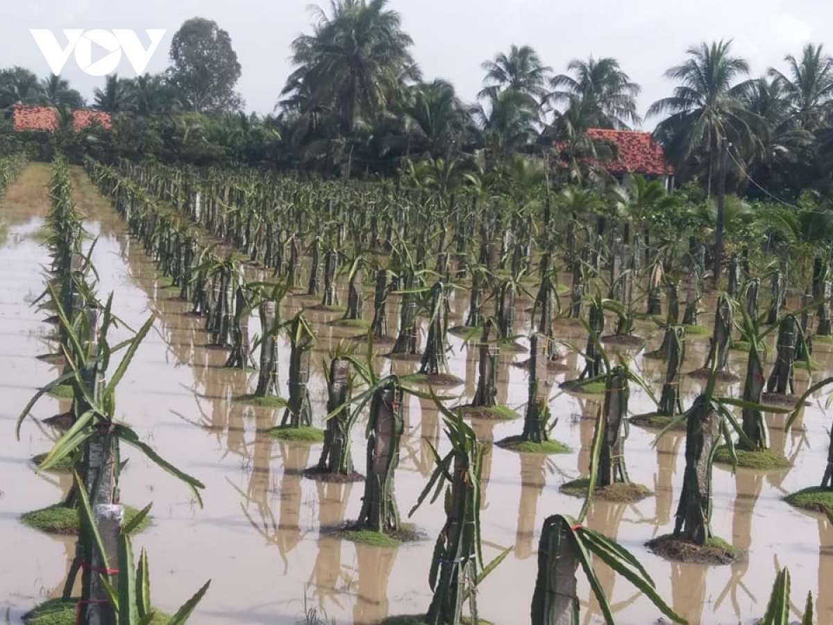 Triều cường kết hợp với mưa to gây ngập úng trên diện rộng ở Tiền Giang